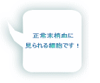 正常末梢血に 見られる細胞です！ 
